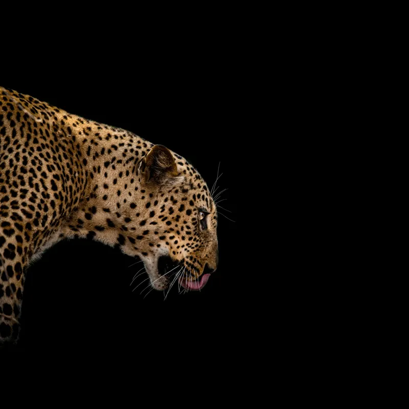 Tablou Canvas, "Leopard în întunericul nopții africane", Panteră, Eleganță, Concentrare, Contrast, Mistic, Grație, Agilitate, Puncte, 50 x 50 cm – poza 2