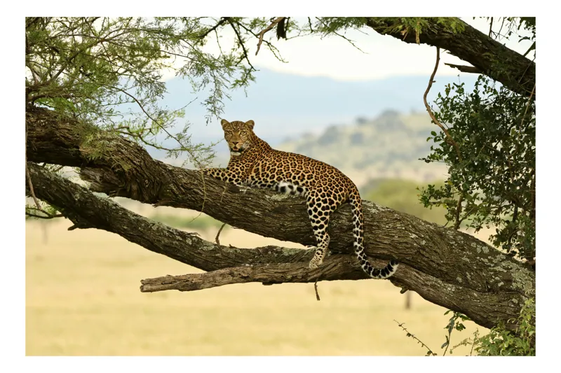 Tablou Canvas, "Pantera odihnindu-se pe creangă ", Leopard, Ramură, Copac, Savana, Odihnă, Verdeață, Blană, Privire, Natură, Serenitate, 39 x 26 cm