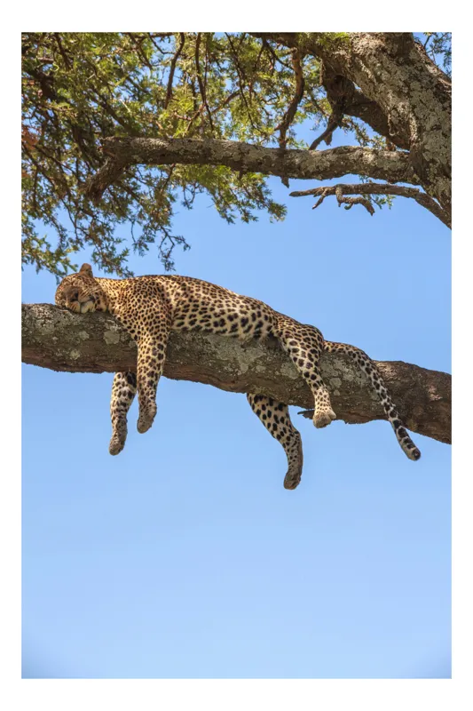 Tablou Canvas, "Leopard odihnindu-se pe creanga securizată", Leopard, Odihnă, Copac, Cer, Ramură, Relaxează-te, Natură, Somn., 39 x 54 cm