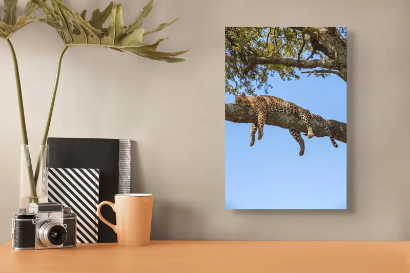 Tablou Canvas, "Leopard odihnindu-se pe creanga securizată", Leopard, Odihnă, Copac, Cer, Ramură, Relaxează-te, Natură, Somn., 26 x 39 cm – poza 3