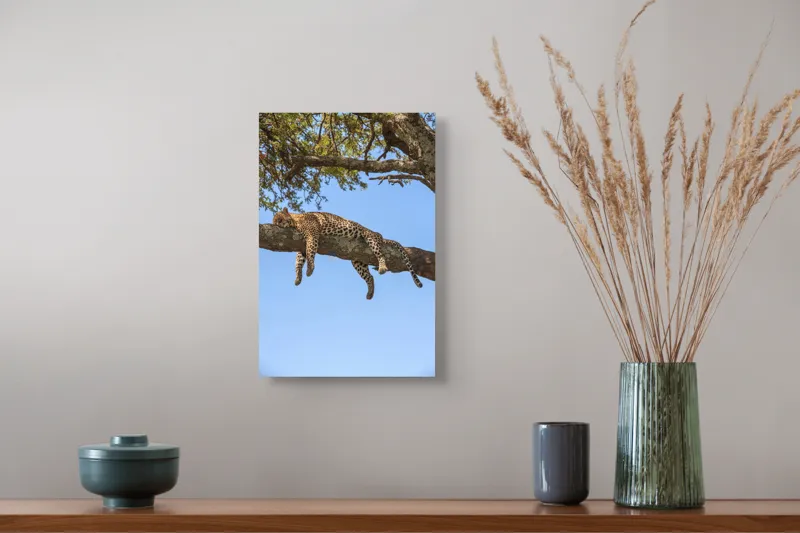 Tablou Canvas, "Leopard odihnindu-se pe creanga securizată", Leopard, Odihnă, Copac, Cer, Ramură, Relaxează-te, Natură, Somn., 26 x 39 cm – poza 5