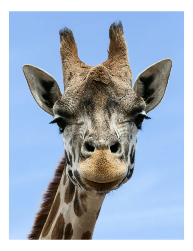 Tablou Canvas, "Gât lung sub cer senin", Giraffe, Sky, Ears, Spots, Eyes, Face, Long-Neck, 39 x 54 cm