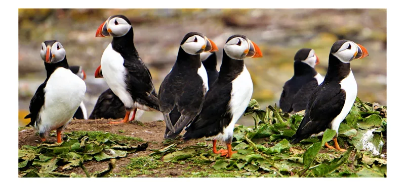 Tablou Canvas, "Adunarea pinguinilor pe stânci verzi", Puffins, Pământ, Frunze, Ciocuri, Pinguini, Ocean, Natură, Bicolor, 54 x 39 cm
