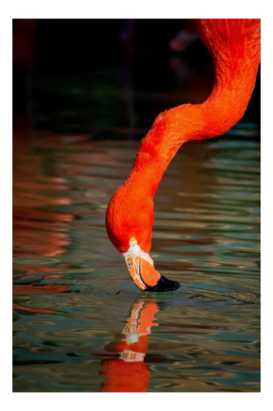Tablou Canvas, "Flamingo roșu bând apă liliachie", Flamingo, Apă, Reflecție, Gât, Portocaliu, Pene, Beak, Contrast, Natură, Elegant, 39 x 54 cm