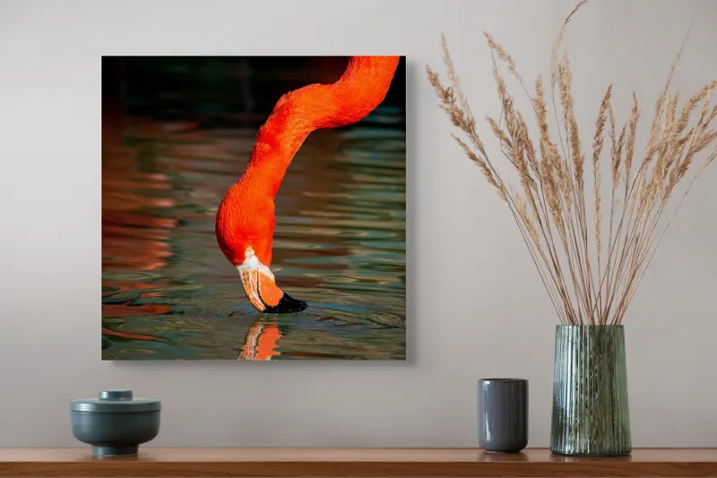 Tablou Canvas, "Flamingo roșu bând apă liliachie", Flamingo, Apă, Reflecție, Gât, Portocaliu, Pene, Beak, Contrast, Natură, Elegant, 50 x 50 cm – poza 4