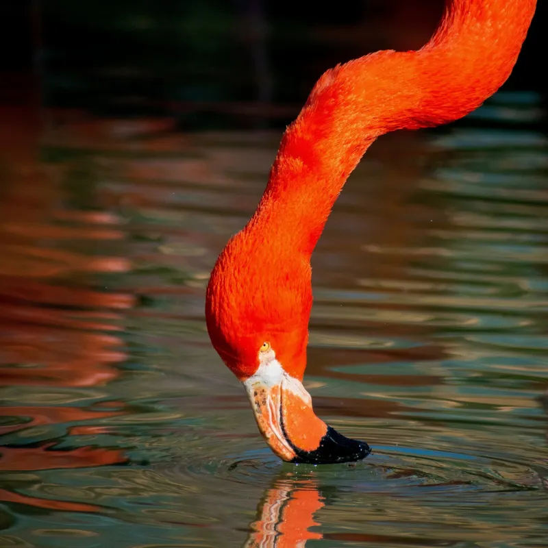 Tablou Canvas, "Flamingo roșu bând apă liliachie", Flamingo, Apă, Reflecție, Gât, Portocaliu, Pene, Beak, Contrast, Natură, Elegant, 50 x 50 cm – poza 2