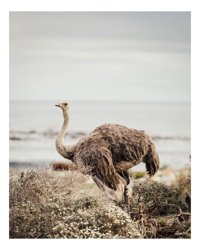 Tablou Canvas, "Struțul contemplativ în peisaj mării", Ostrich, Coastline, Ocean, Sky, Feathers, Wilderness, Nature, 70 x 100 cm