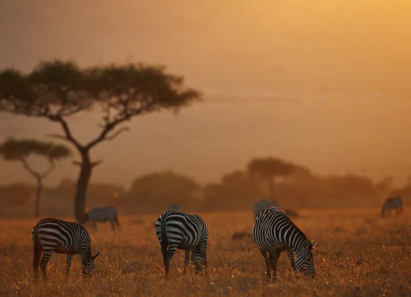 Tablou Canvas, "Zebre în amurgul african blând", Zebre, Savannah, Apus, Siluete, Arbuști, Câmpie, Cer, Serengeti, 54 x 39 cm – poza 2