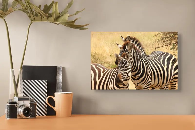 Tablou Canvas, "Trei zebre în savana africană", 39 x 26 cm – poza 3