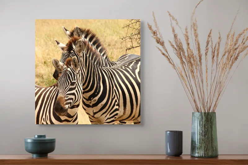 Tablou Canvas, "Trei zebre în savana africană", 50 x 50 cm – poza 4