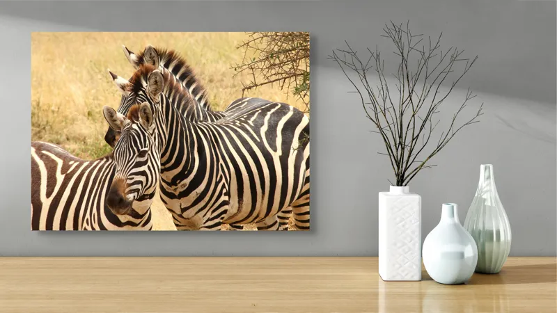 Tablou Canvas, "Trei zebre în savana africană", 70 x 50 cm – poza 3