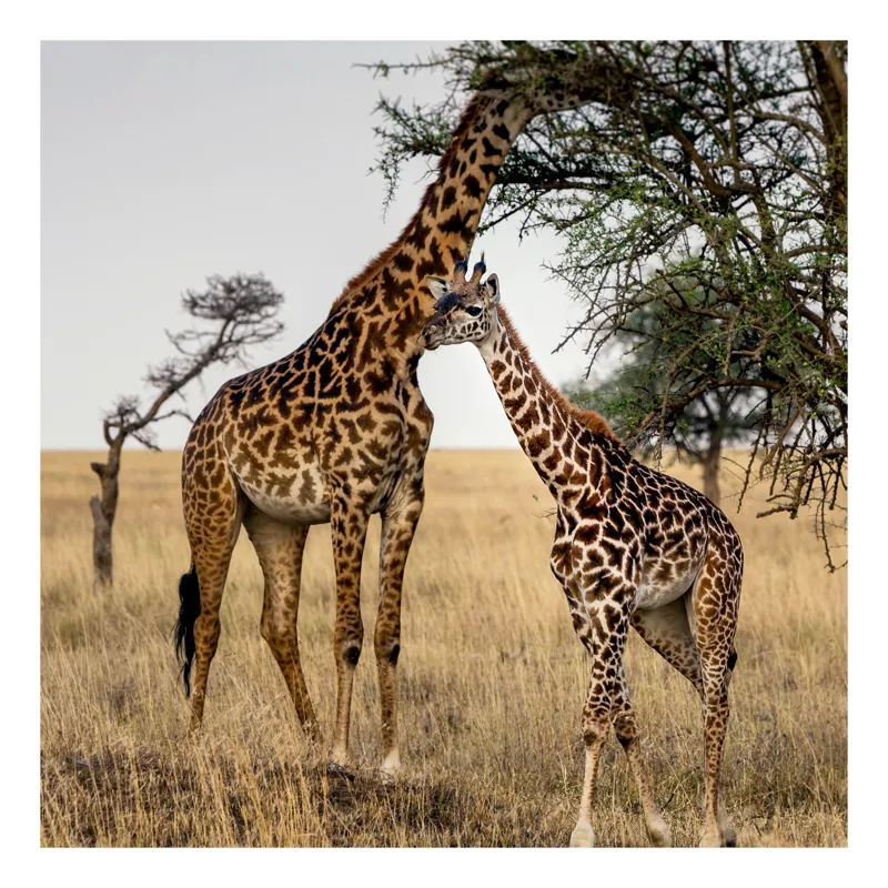 Tablou Canvas, "Îmbrățișarea girafelor sub copacii savanei", Girafe, Savana, Copaci, Natura, Liniste, Peisaj, Africa, 70 x 100 cm