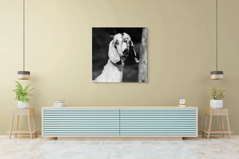Tablou Canvas, "Capra cu urechi de mătase", 100 x 100 cm – poza 5