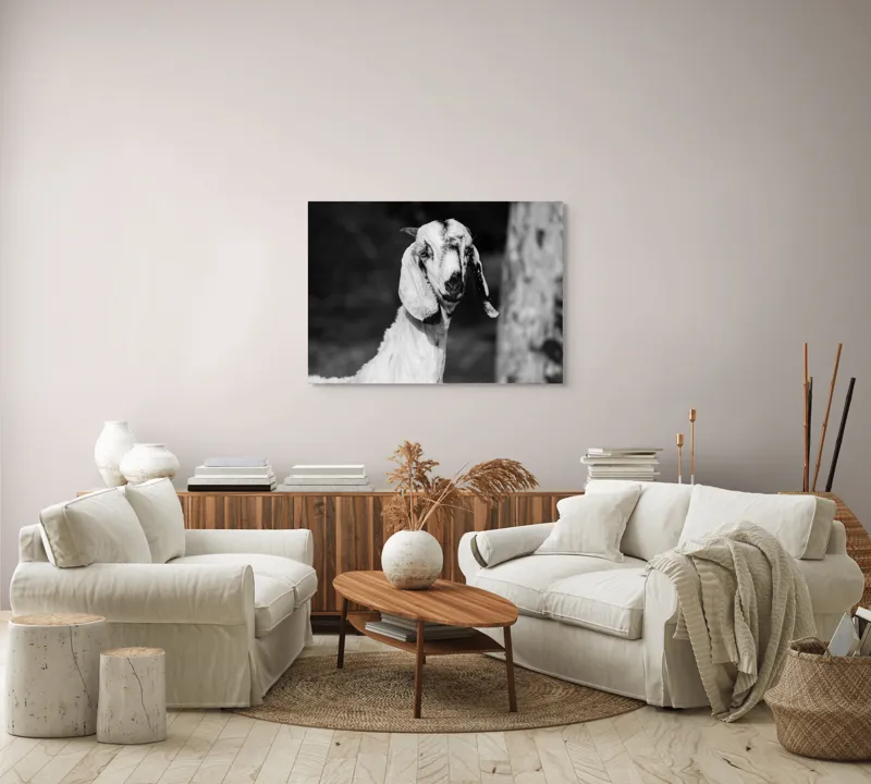 Tablou Canvas, "Capra cu urechi de mătase", Nu pot spune cine este în fotografie., 100 x 70 cm – poza 3