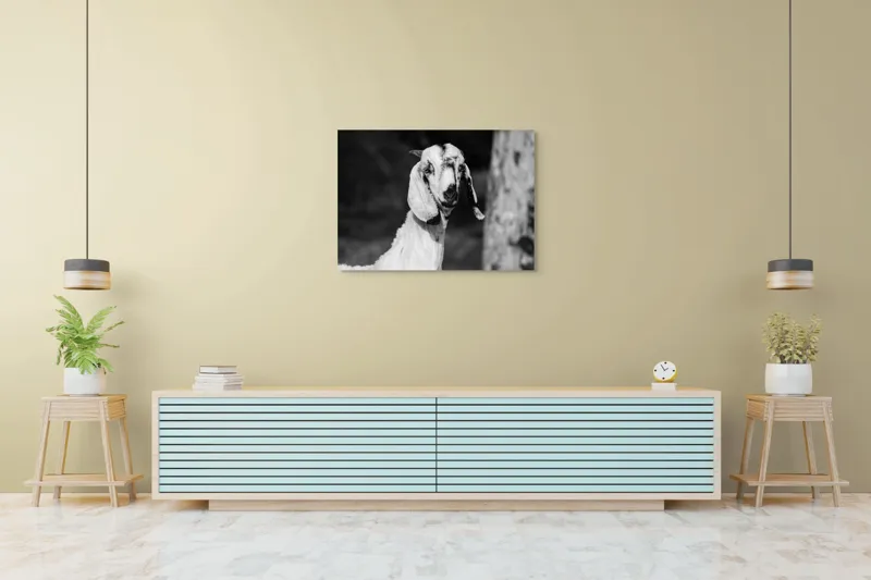 Tablou Canvas, "Capra cu urechi de mătase", Nu pot spune cine este în fotografie., 100 x 70 cm – poza 4