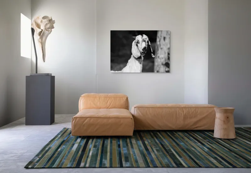 Tablou Canvas, "Capra cu urechi de mătase", Nu pot spune cine este în fotografie., 100 x 70 cm – poza 7