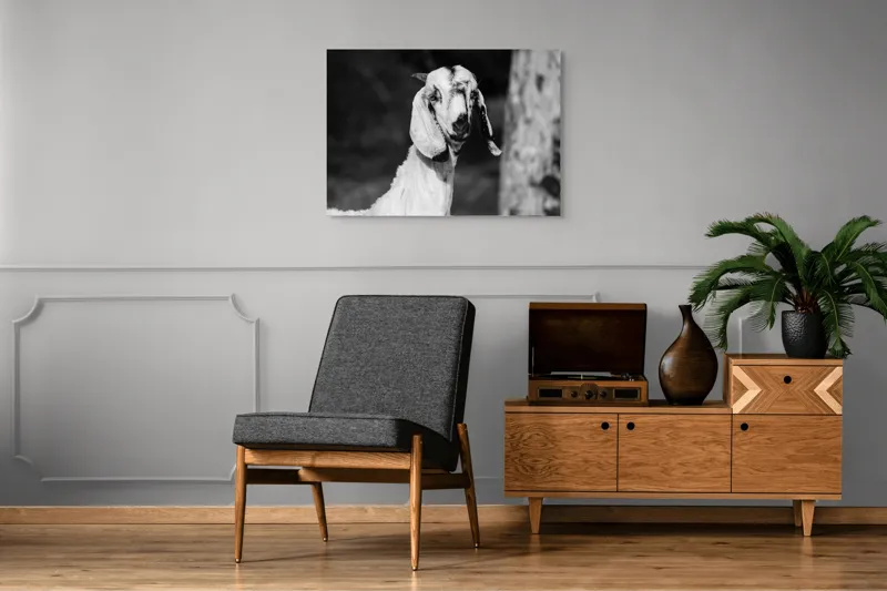 Tablou Canvas, "Capra cu urechi de mătase", Nu pot spune cine este în fotografie., 100 x 70 cm – poza 8