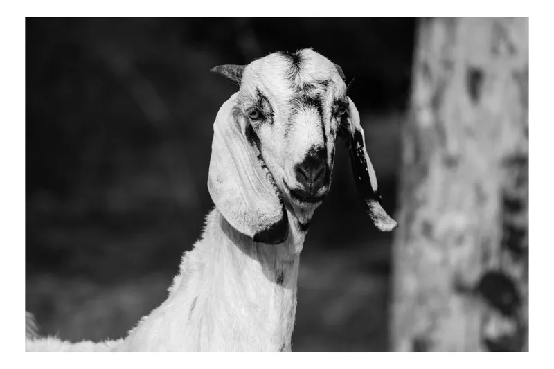 Tablou Canvas, "Capra cu urechi de mătase", Nu pot spune cine este în fotografie., 100 x 100 cm