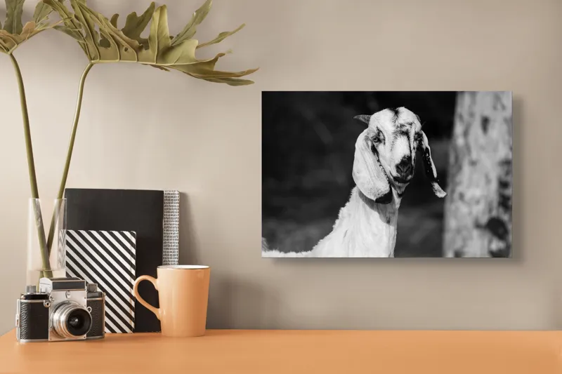 Tablou Canvas, "Capra cu urechi de mătase", Nu pot spune cine este în fotografie., 39 x 26 cm – poza 3