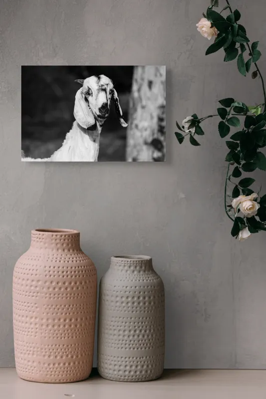 Tablou Canvas, "Capra cu urechi de mătase", Nu pot spune cine este în fotografie., 39 x 26 cm – poza 4