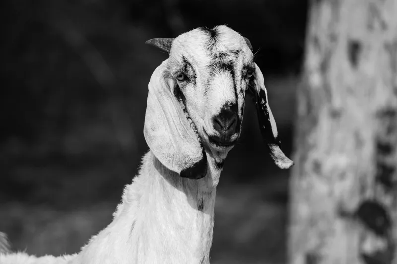 Tablou Canvas, "Capra cu urechi de mătase", Nu pot spune cine este în fotografie., 39 x 26 cm – poza 2