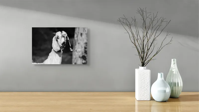 Tablou Canvas, "Capra cu urechi de mătase", Nu pot spune cine este în fotografie., 39 x 26 cm – poza 8