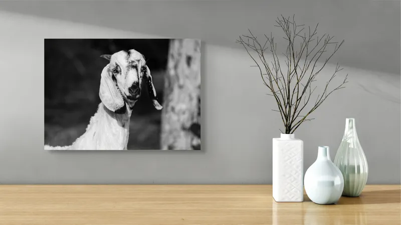 Tablou Canvas, "Capra cu urechi de mătase", Nu pot spune cine este în fotografie., 54 x 39 cm – poza 3