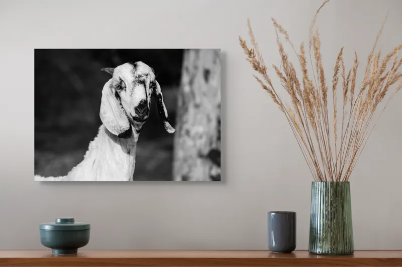 Tablou Canvas, "Capra cu urechi de mătase", Nu pot spune cine este în fotografie., 54 x 39 cm – poza 4
