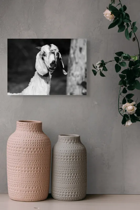 Tablou Canvas, "Capra cu urechi de mătase", Nu pot spune cine este în fotografie., 54 x 39 cm – poza 8