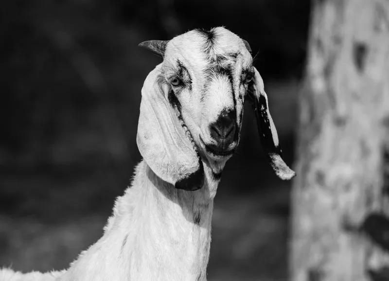 Tablou Canvas, "Capra cu urechi de mătase", Nu pot spune cine este în fotografie., 54 x 39 cm – poza 2