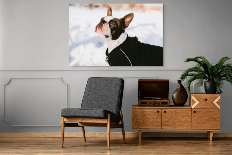 Tablou Canvas, "Câine în zăpadă privind cerul", 150 x 100 cm – poza 8