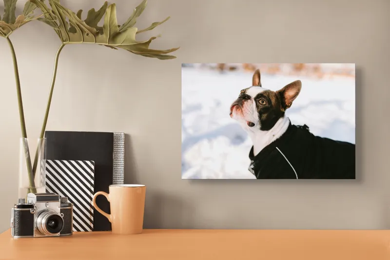 Tablou Canvas, "Câine în zăpadă privind cerul", Nu pot să identific cine este în imagine., 39 x 26 cm – poza 3