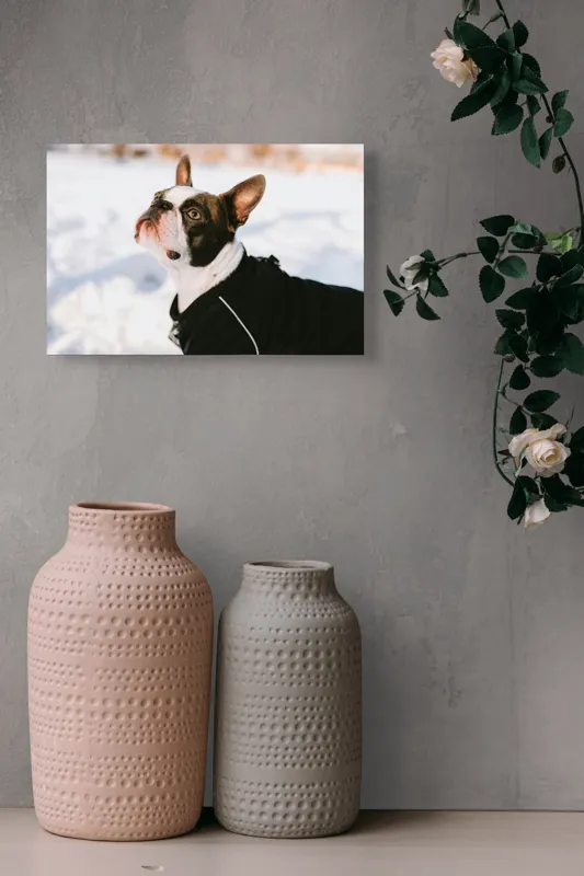 Tablou Canvas, "Câine în zăpadă privind cerul", Nu pot să identific cine este în imagine., 39 x 26 cm – poza 4