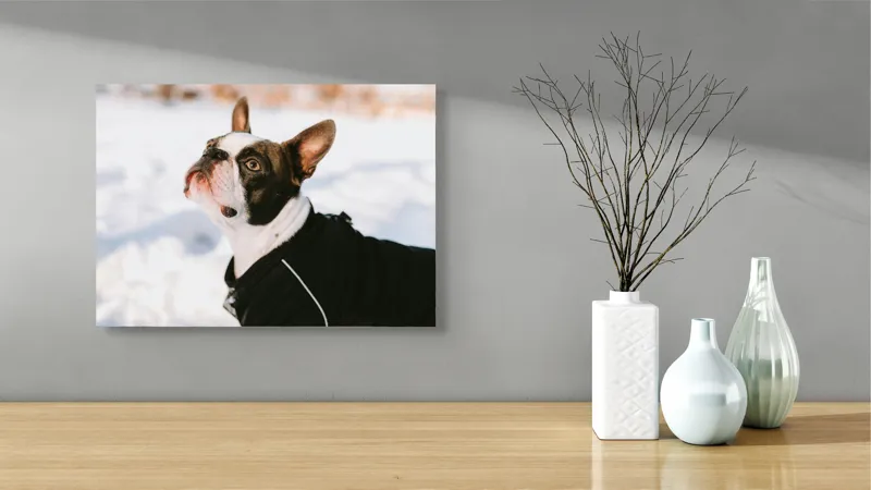 Tablou Canvas, "Câine în zăpadă privind cerul", Nu pot să identific cine este în imagine., 54 x 39 cm – poza 3