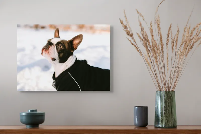 Tablou Canvas, "Câine în zăpadă privind cerul", Nu pot să identific cine este în imagine., 54 x 39 cm – poza 4