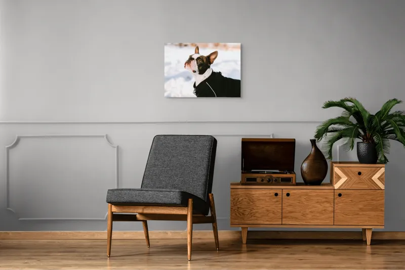 Tablou Canvas, "Câine în zăpadă privind cerul", 70 x 50 cm – poza 4
