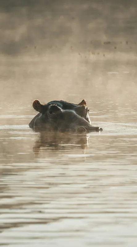 Tablou Canvas, "Hipopotam între ape și lumină", Hippopotamus, Apă, Ceață, Reflecție, Natură, 50 x 90 cm – poza 2