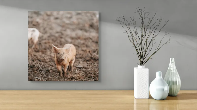 Tablou Canvas, "Pui de porc în noroiul dimineții", Porc, Pământ, Maro, Purceluș, Fermă, Natură, Curiozitate, Mediul Rural, 50 x 50 cm – poza 3