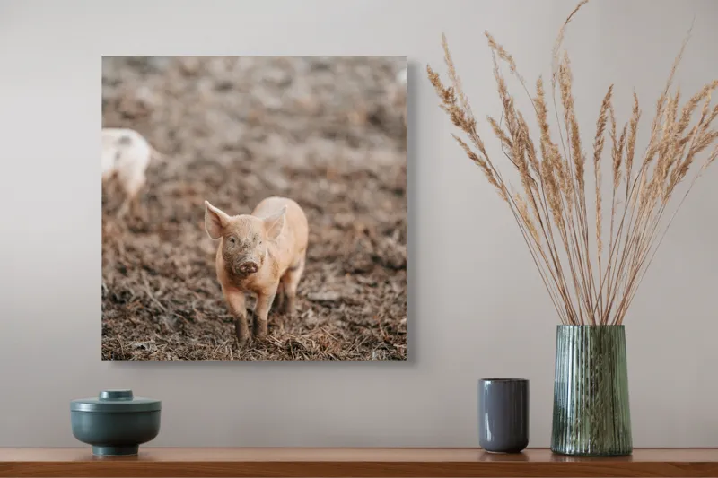 Tablou Canvas, "Pui de porc în noroiul dimineții", Porc, Pământ, Maro, Purceluș, Fermă, Natură, Curiozitate, Mediul Rural, 50 x 50 cm – poza 4