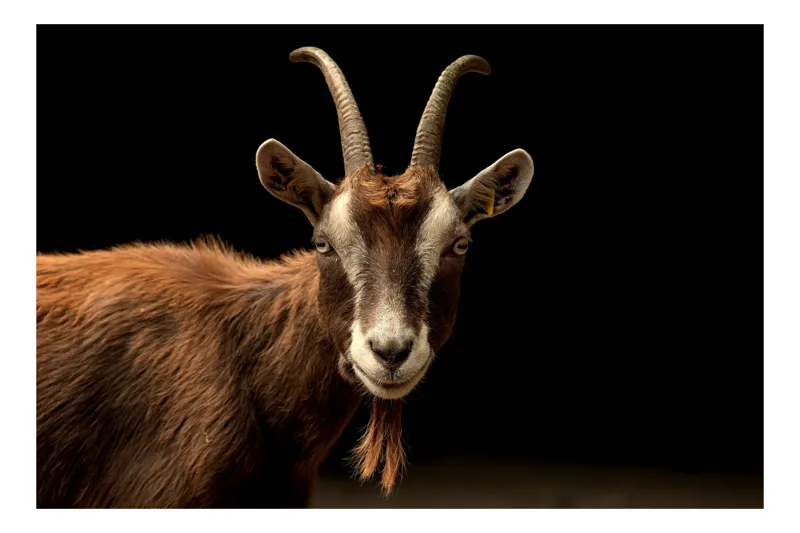 Tablou Canvas, "Capra pe fundal întunecat", Goat, Horns, Brown, Portrait, Darkness, Animal, Whiskers, 100 x 70 cm