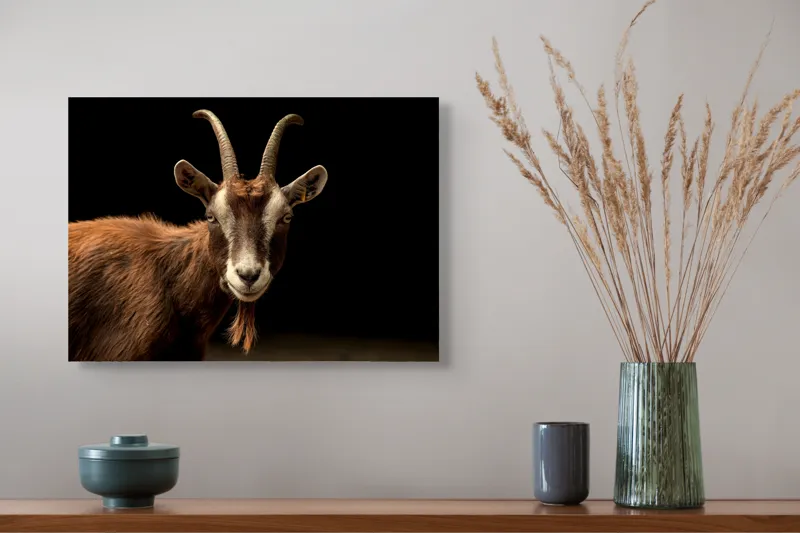 Tablou Canvas, "Capra pe fundal întunecat", Goat, Horns, Brown, Portrait, Darkness, Animal, Whiskers, 54 x 39 cm – poza 4