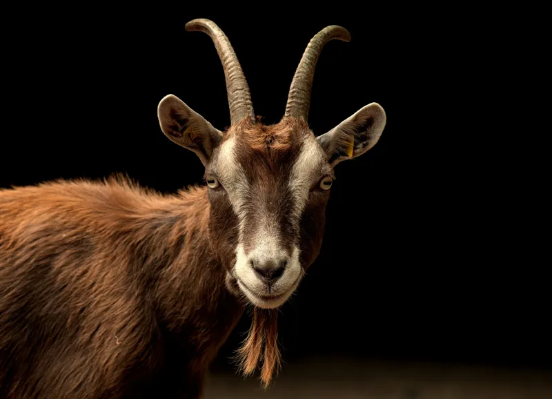 Tablou Canvas, "Capra pe fundal întunecat", Goat, Horns, Brown, Portrait, Darkness, Animal, Whiskers, 54 x 39 cm – poza 2