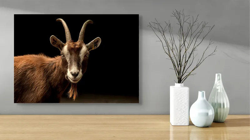 Tablou Canvas, "Capra pe fundal întunecat", Goat, Horns, Brown, Portrait, Darkness, Animal, Whiskers, 70 x 50 cm – poza 3
