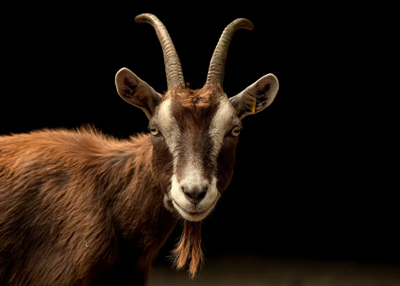 Tablou Canvas, "Capra pe fundal întunecat", Goat, Horns, Brown, Portrait, Darkness, Animal, Whiskers, 70 x 50 cm – poza 2