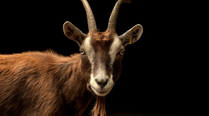 Tablou Canvas, "Capra pe fundal întunecat", Goat, Horns, Brown, Portrait, Darkness, Animal, Whiskers, 90 x 50 cm – poza 2