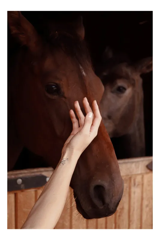 Tablou Canvas, "Mângâierea calului în lumina blândă", Nu pot identifica persoane sau animalele din imagini, dar pot spune că sunt doi cai într-o grajd, iar o mână atinge fața unuia dintre cai., 100 x 100 cm