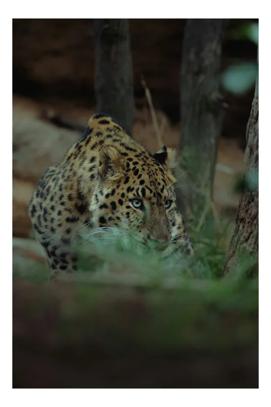 Tablou Canvas, "Leopardul în apropierea prăzii sale", Leopard, Camuflaj, Vegetație, Blană, Pândă, Mister, Natură, Tensiune, 39 x 54 cm