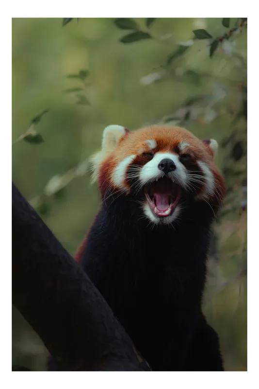 Tablou Canvas, "Panda roșu râzând în pădurea verde", Roșcat, Zâmbitor, Blănos, Drăguț, Relaxat, Jucăuș, Curios, Perișor, 26 x 39 cm