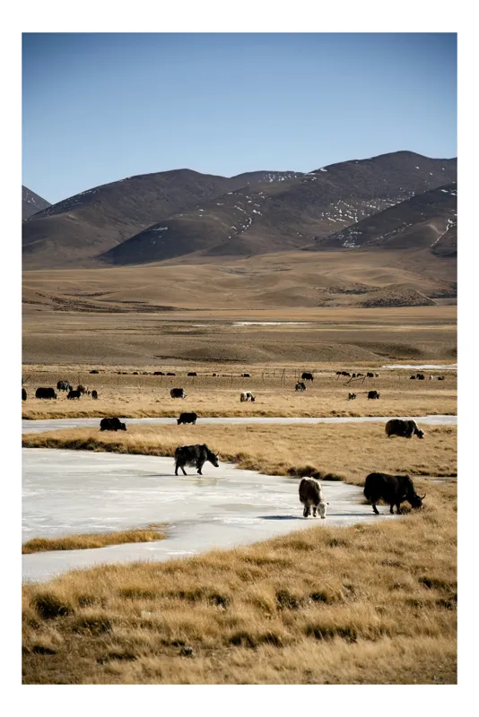 Tablou Canvas, "Iarna în stepele mongole misterioase", Dealuri, Iarbă, Iaci, Lăptos, Peisaj, Munți, Câmpie, Cer, Horizon, Râu, Natura, Pășune, Animale, Senin, Calm., 26 x 39 cm