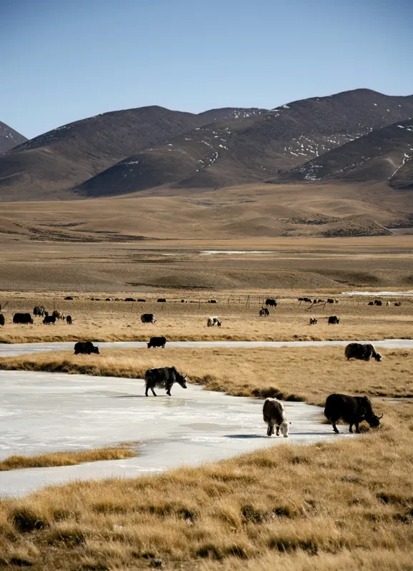 Tablou Canvas, "Iarna în stepele mongole misterioase", Dealuri, Iarbă, Iaci, Lăptos, Peisaj, Munți, Câmpie, Cer, Horizon, Râu, Natura, Pășune, Animale, Senin, Calm., 39 x 54 cm – poza 2